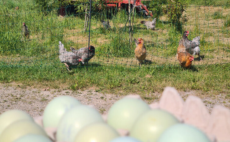 Die Eier von Hofhammers glücklichen Hühnern