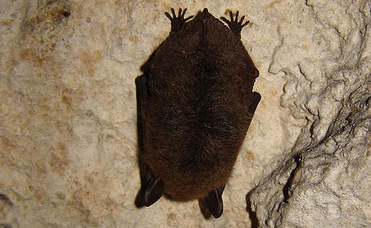 Bartfledermaus