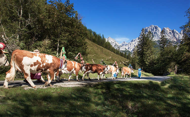 Almabtrieb im Nationalpark Berchtesgaden