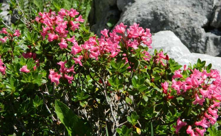 Almrausch: Die bewimperte Alpenrose