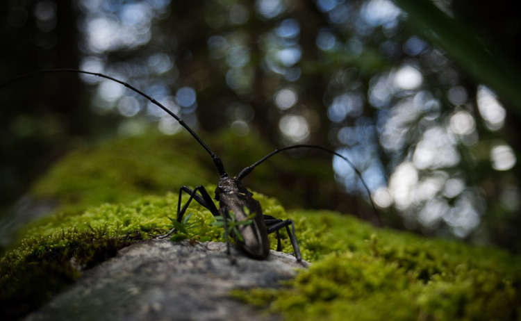 Alpenbock Käfer im Nationalpark Berchtesgaden