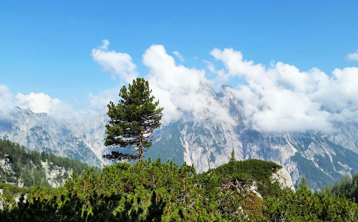 Die Zirbe im Nationalaprk Berchtesgaden