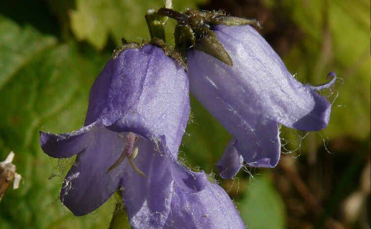 Bärtige Glockenblume