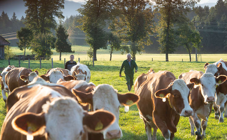 Glückliche Kühe sorgen für die Bergbauernmilch