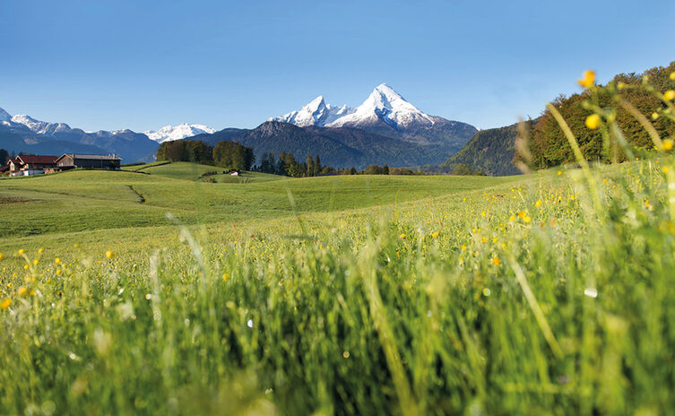 Saftige Wiesen unterm Watzmann: Hier kommt die Bergbauernmilch her