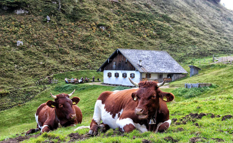 Cows at Halsalm | Mountain pasture
