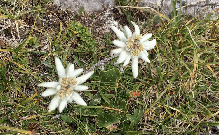 Das Edelweiß: Die symbolträchtigste aller Alpenblumen