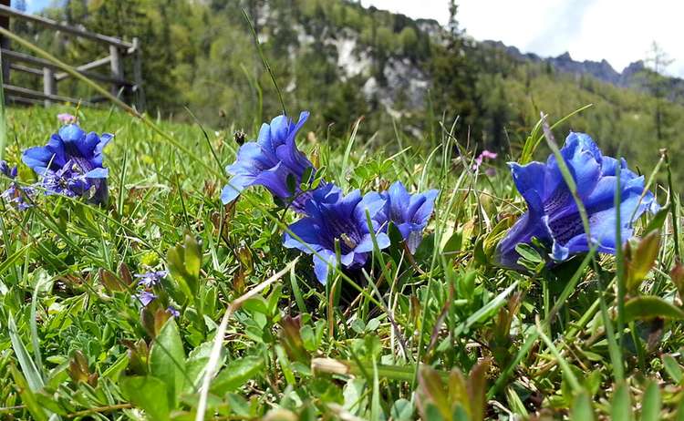 Enzian Blüte auf der Bindalm