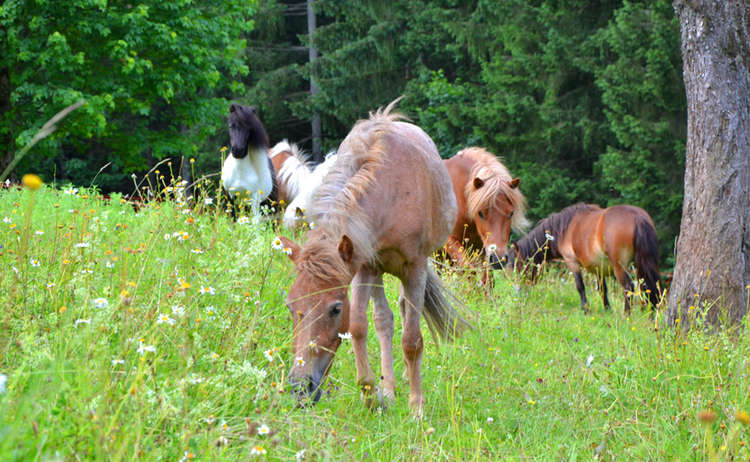 Glückliche Ponies in freier Natur