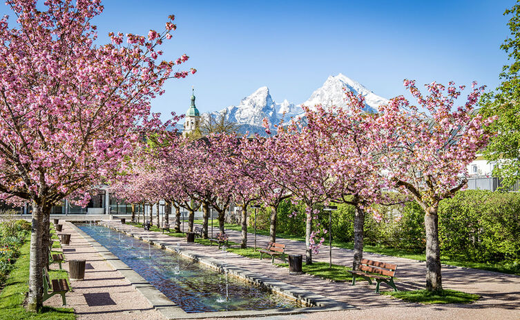 Kirschblüte Kurgarten Berchtesgaden
