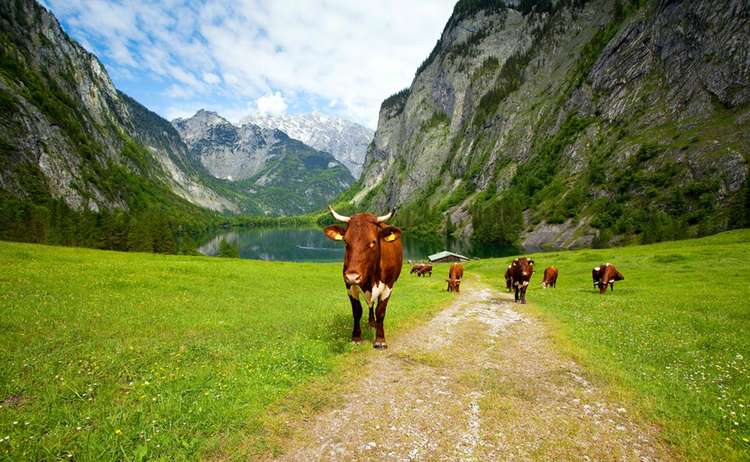 Pinzgauer Kühe auf der Fischunkelalm am Obersee