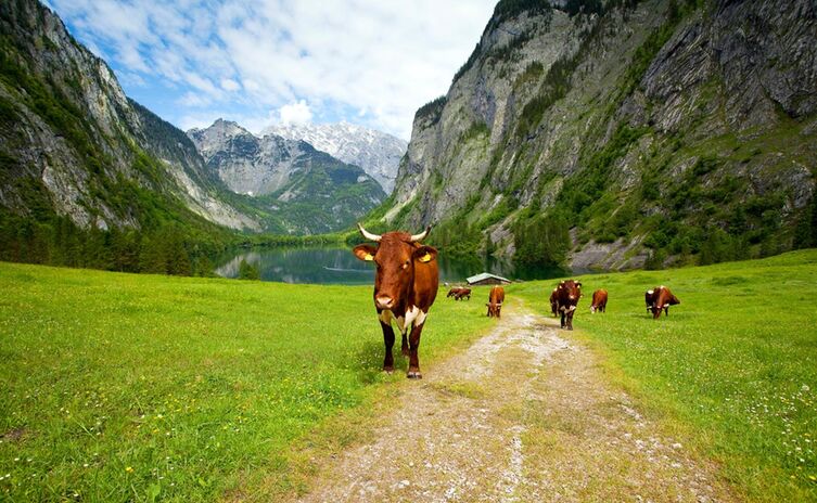 Pinzgauer Kühe auf der Fischunkelalm am Obersee