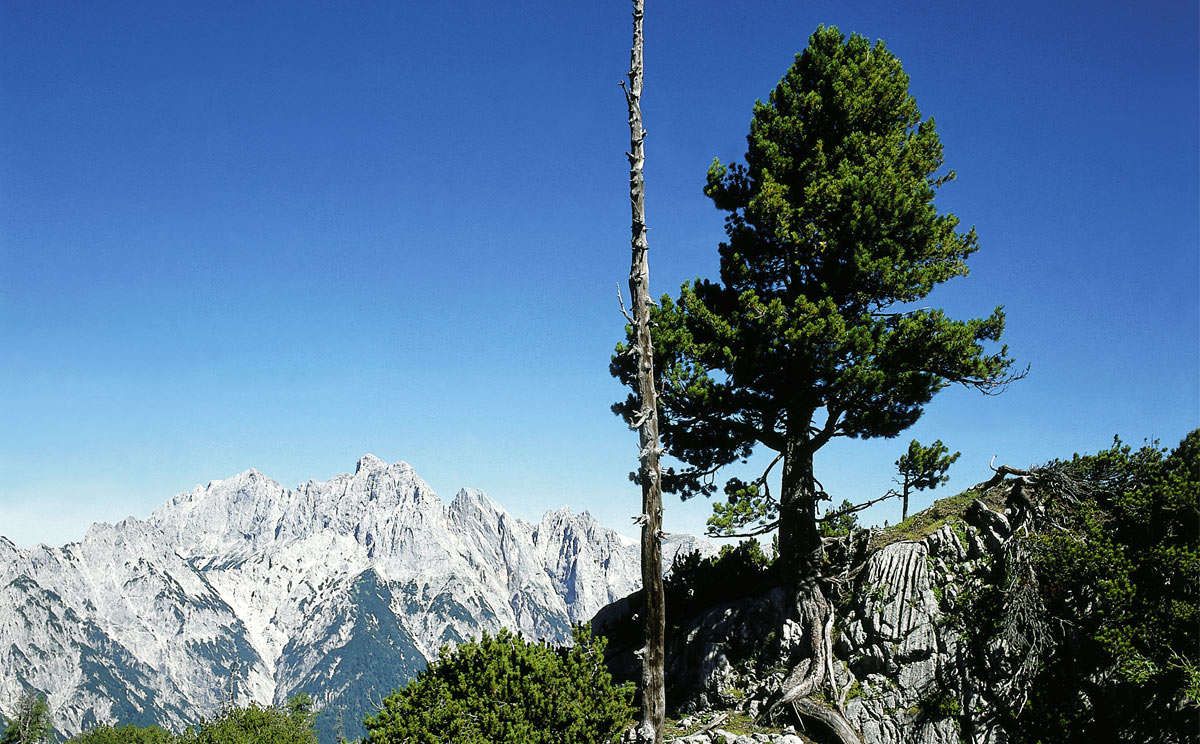 Zirbe im Nationalpark Berchtesgaden