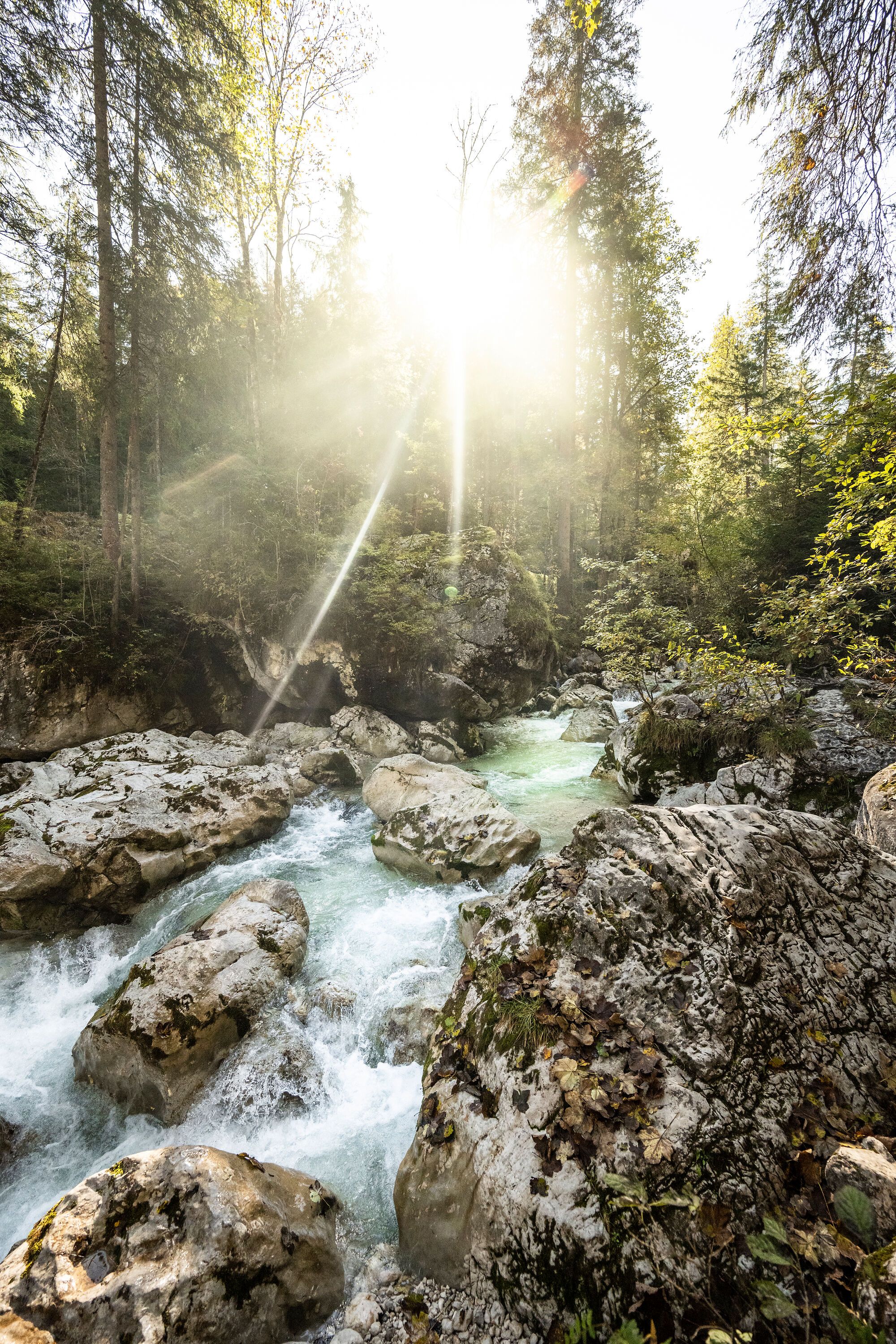 Der Zauberwald im Bergsteigerdorf Ramsau