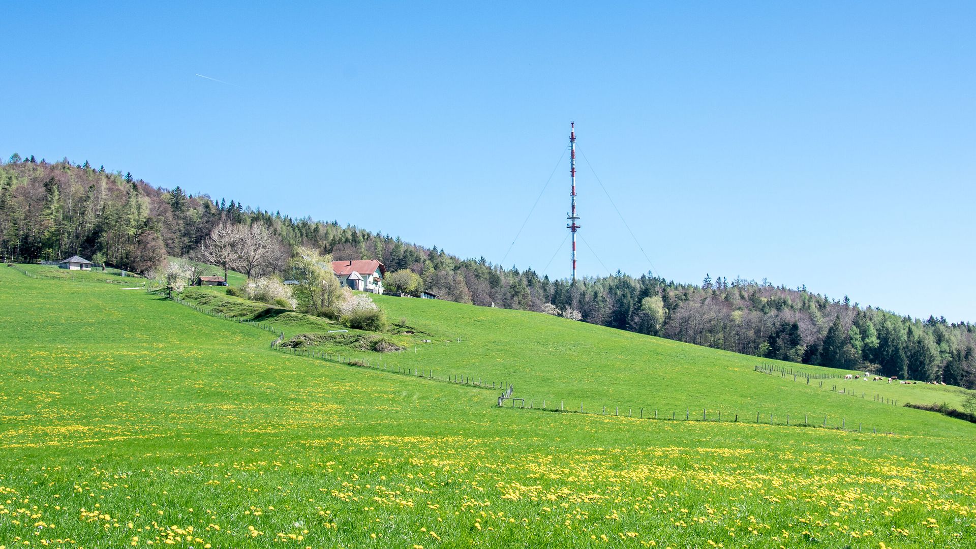 Berggasthof Stroblalm am Högl