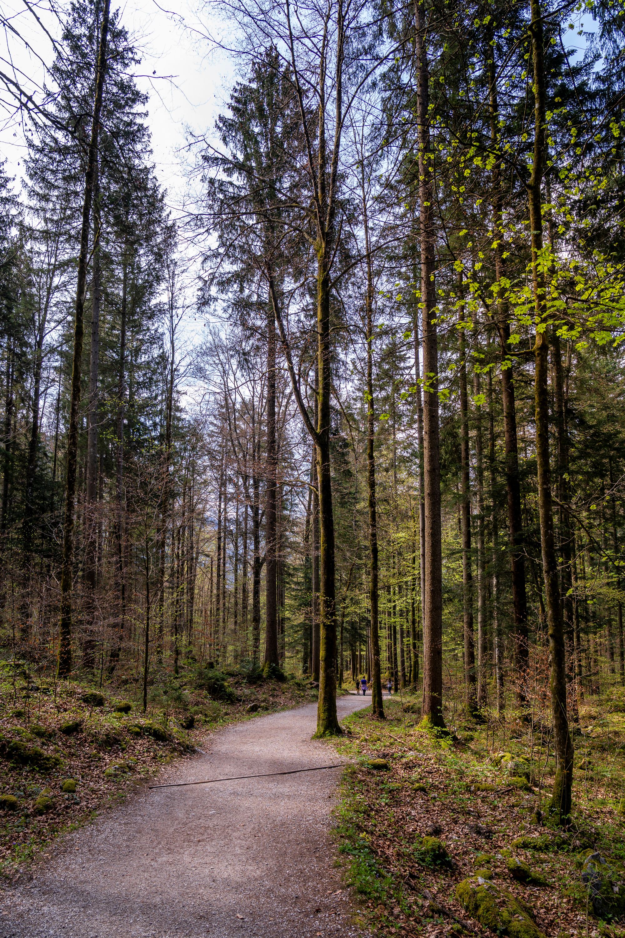 Durch den Wald am Königssee