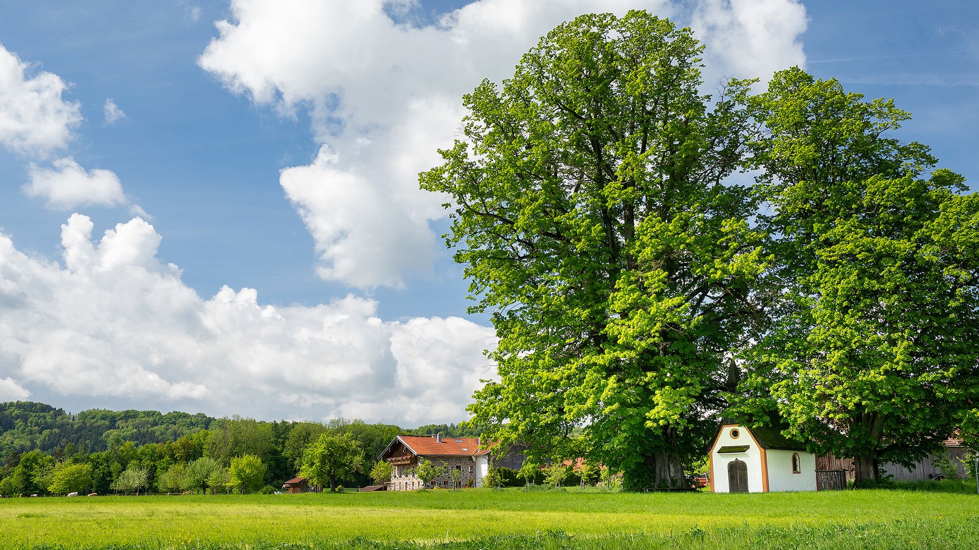Kapelle unter einer mächtigen Linde in Rückstetten