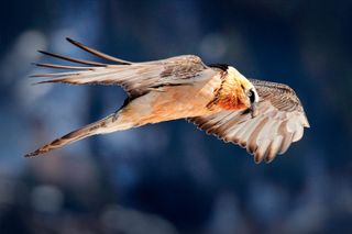 Bild zu Im Tal der Adler & Geier