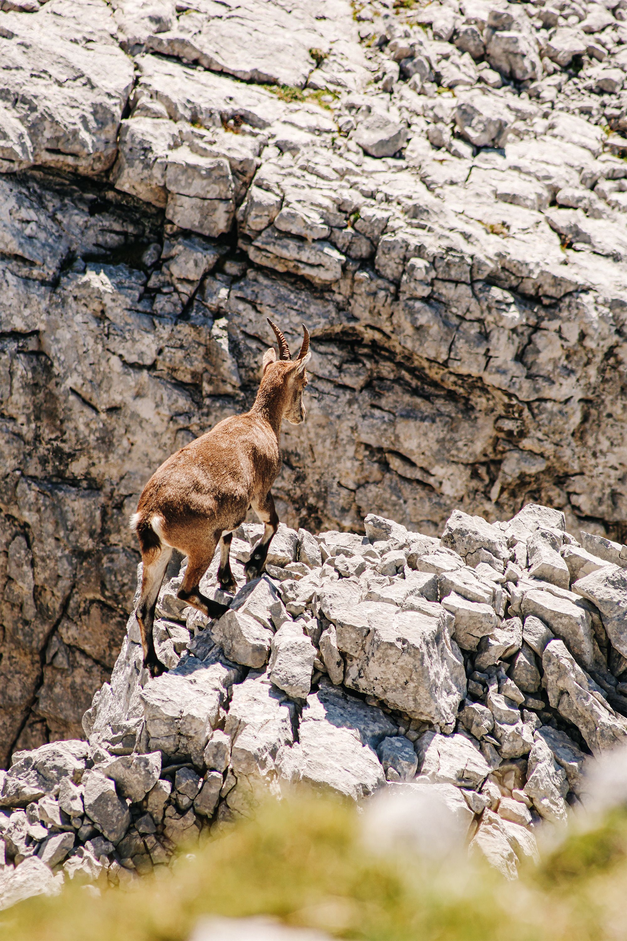 Kleiner Steinbock im Mauslochsteig