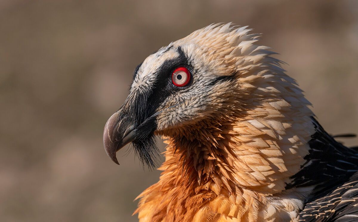 Typisch: die roten Augen des Bartgeiers
