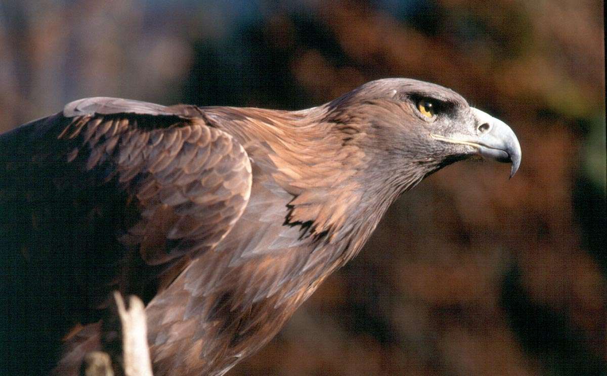 Steinadler im Nationalpark