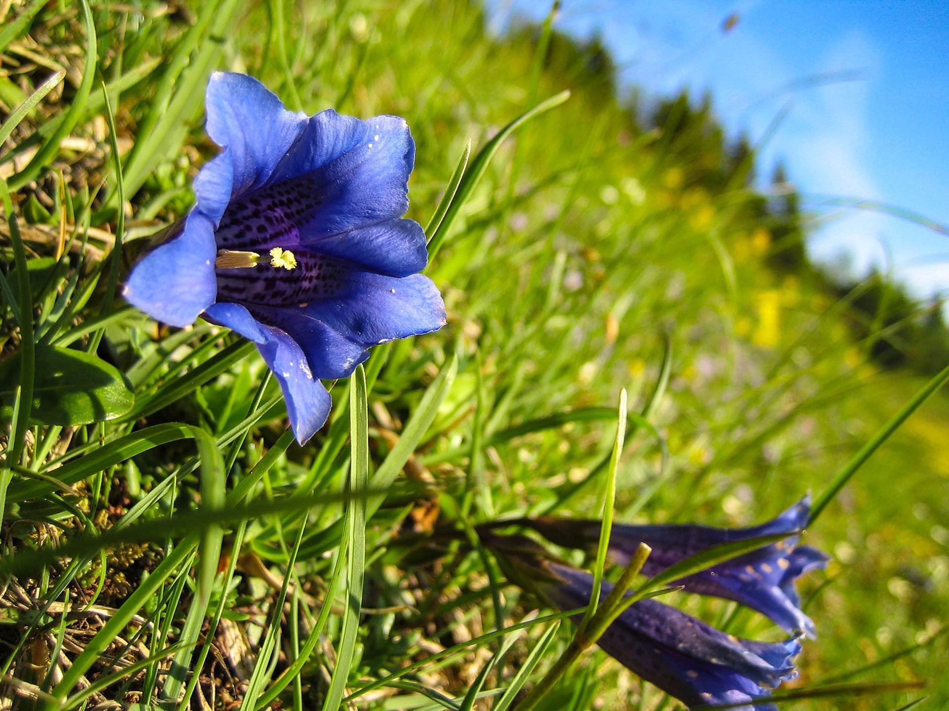 Bild zu Mit dem Biosphären-Ranger unterwegs: Almwirtschaft und Alpenflora
