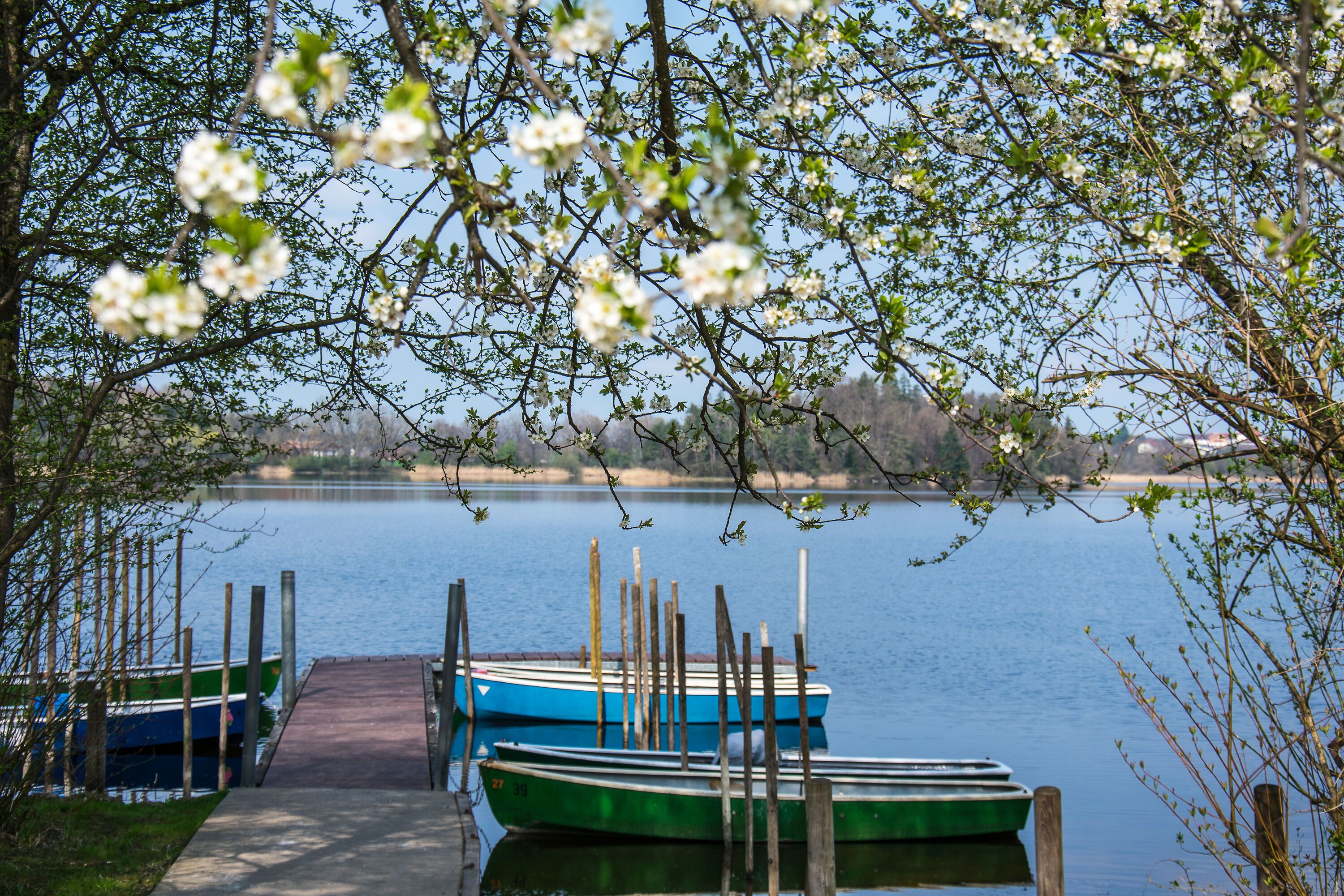 Frühling am Abtsdorfer See
