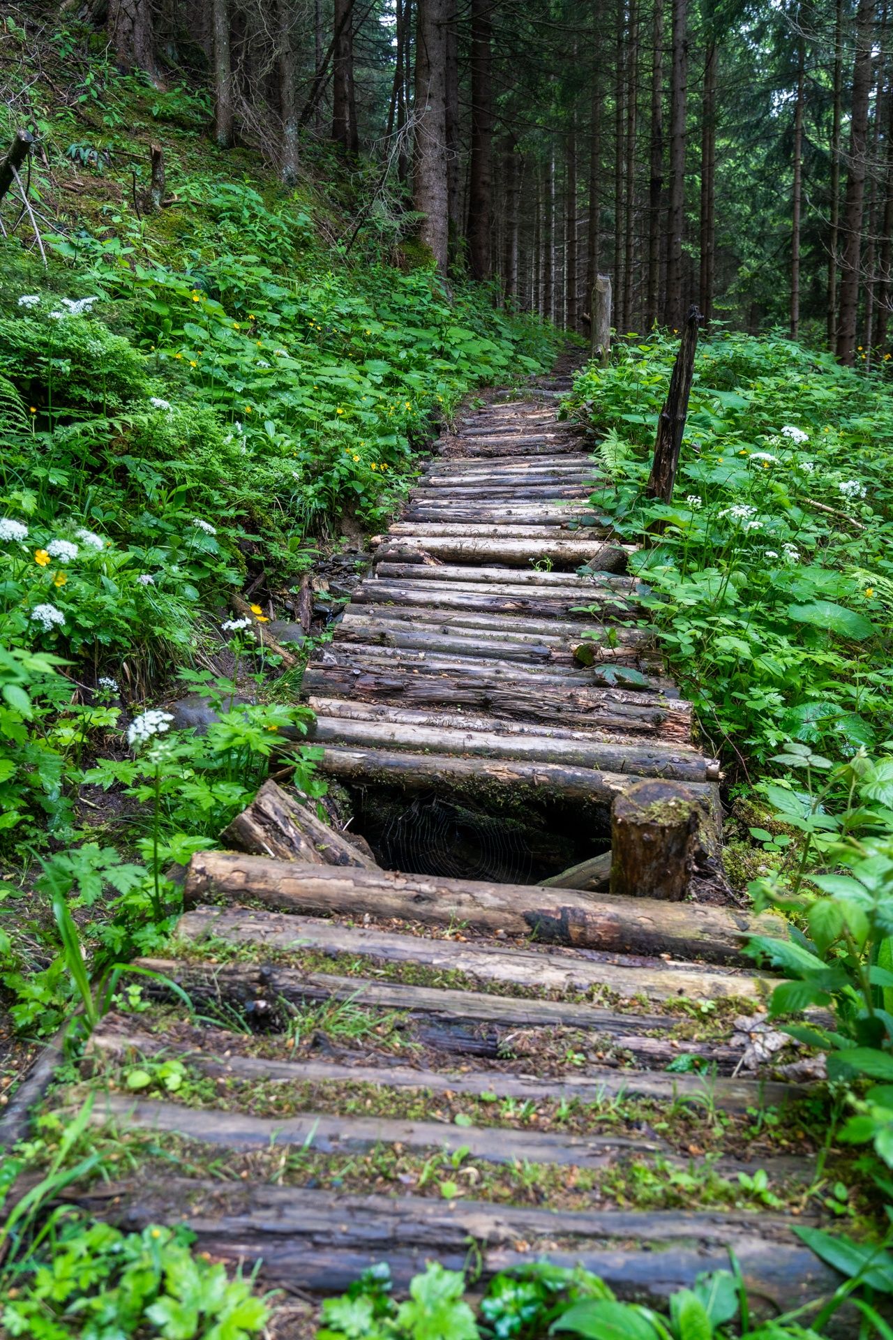 rustikale Brücke im Wald am Obersalzberg