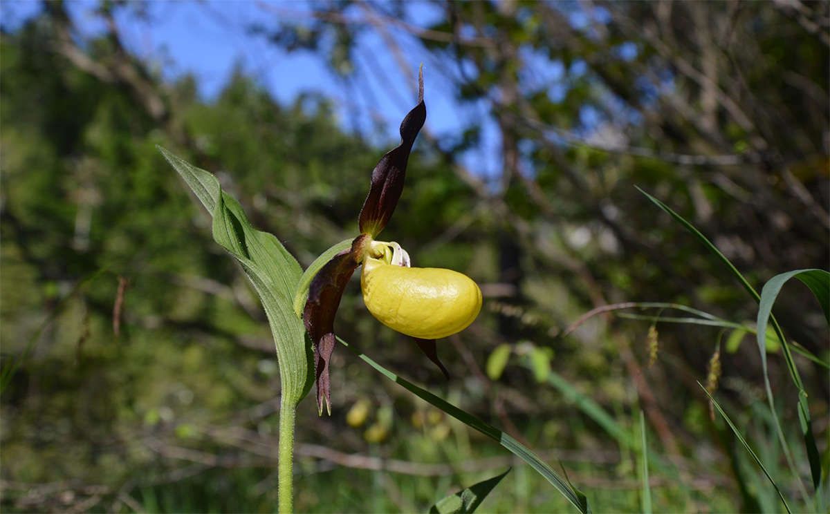 Frauenschuh im Klausbachtal