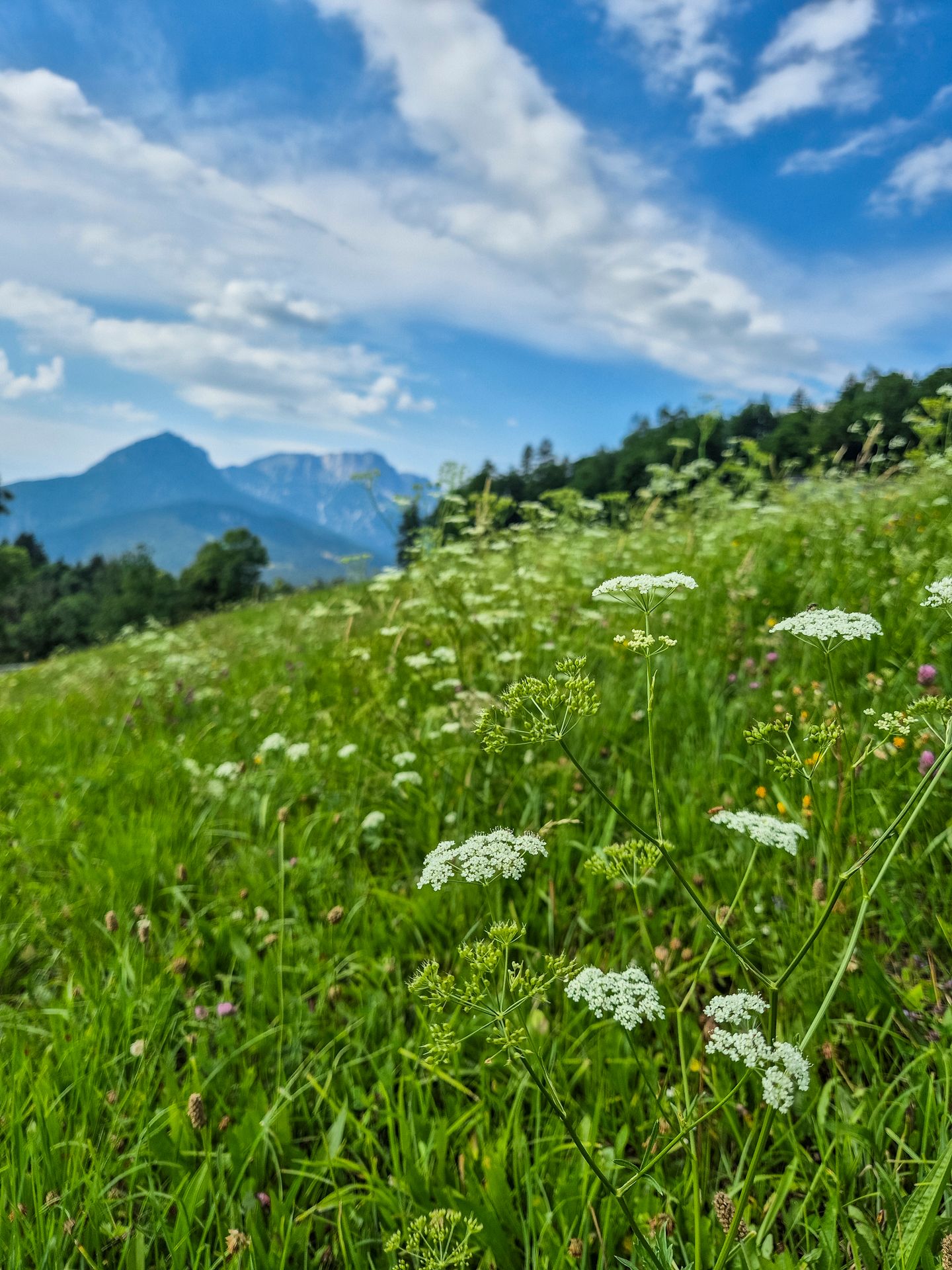 Grüne Wiese, blauer Himmel und hohe Berchtesgadener Berge