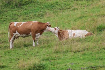 Kühe auf der Rossfeldalm