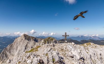 Bartgeier Wally am Stadelhorn
