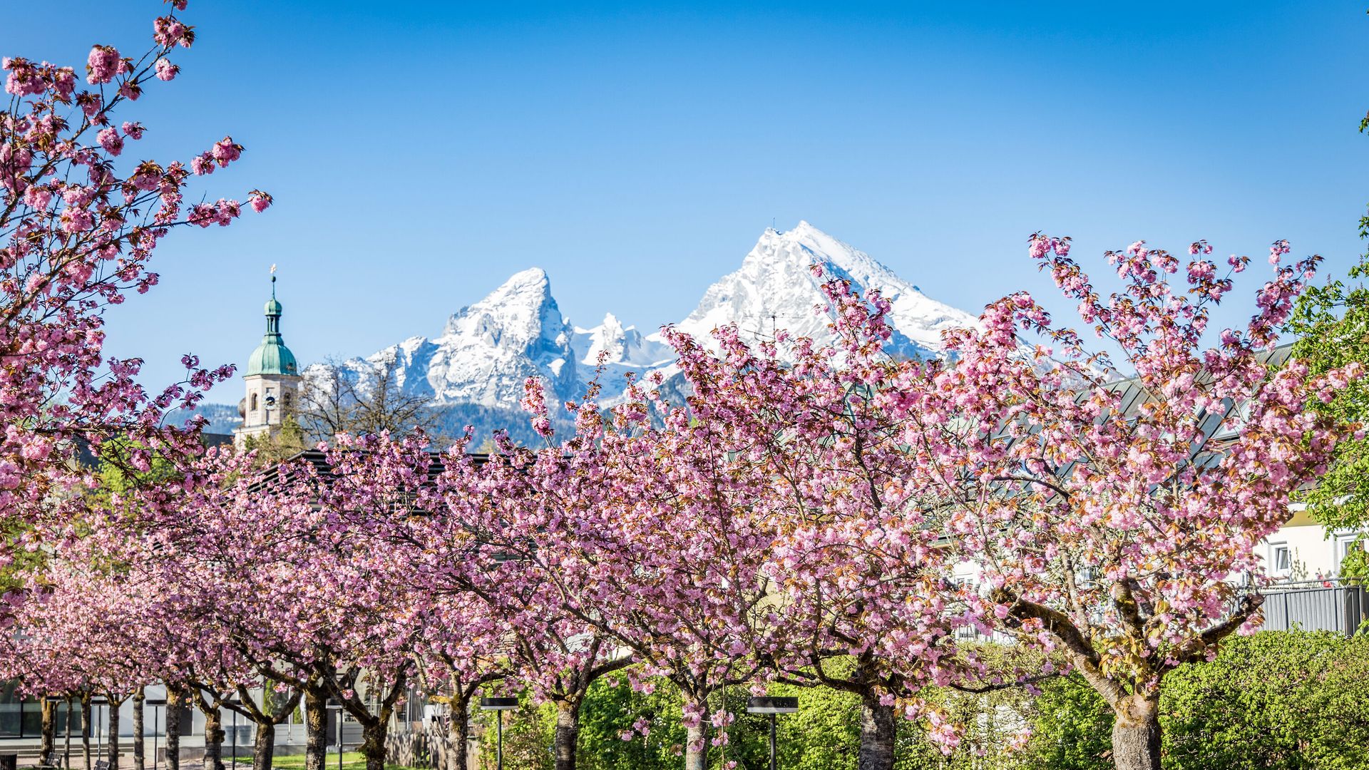Kirschblüte im Kurgarten Berchtesgaden