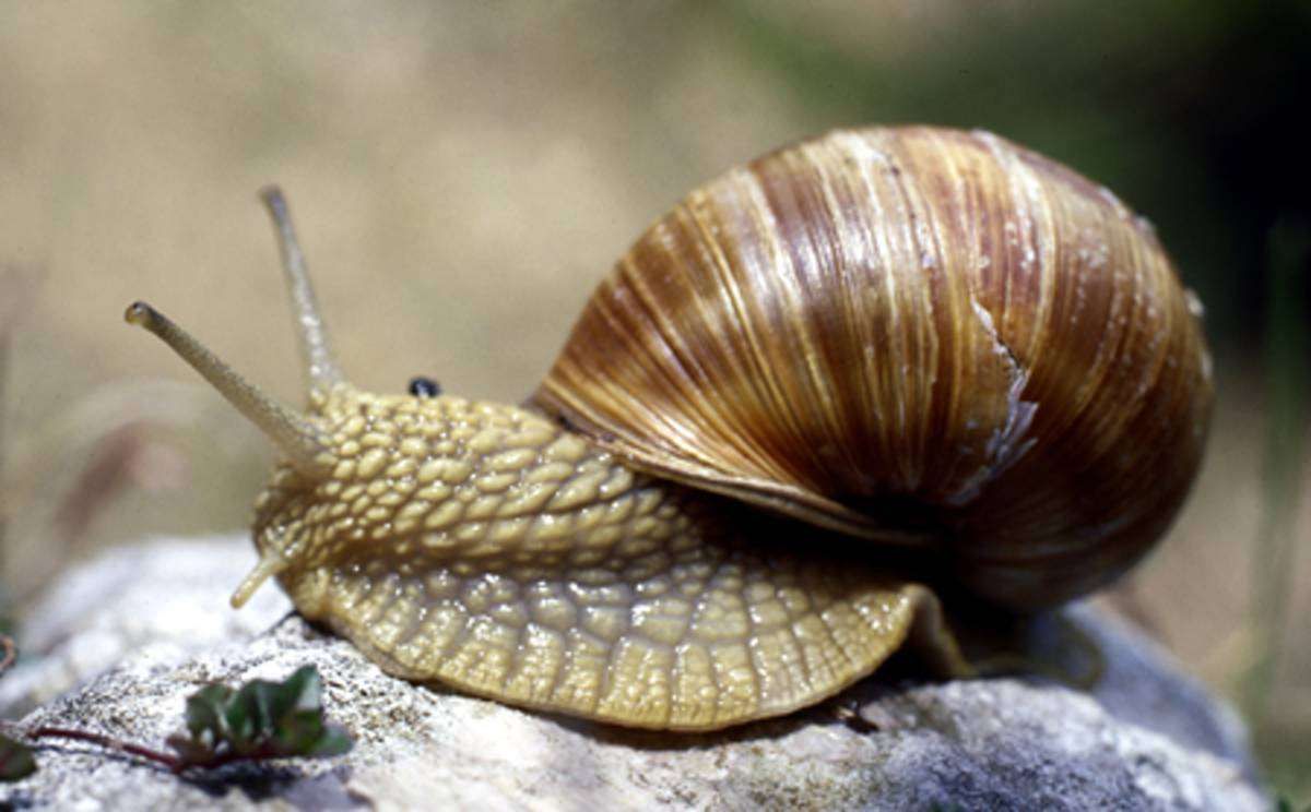 Weinbergschnecke