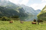 Kühe auf der Fischunkelalm am Obersee südlich des Königssees