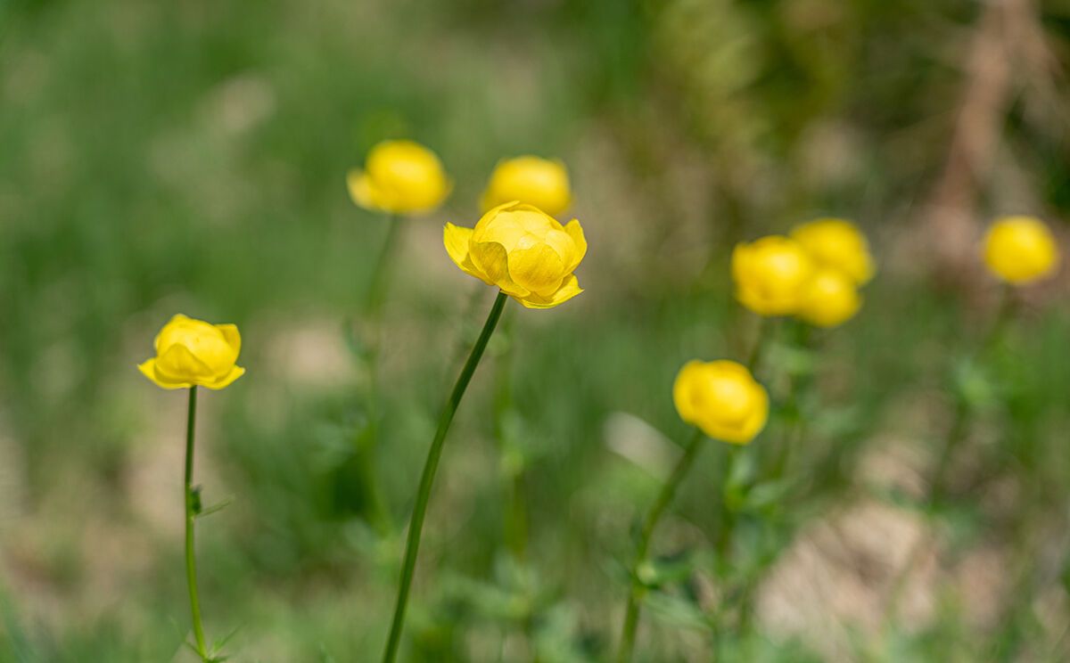 Trollblume im Nationalpark Berchtesgaden