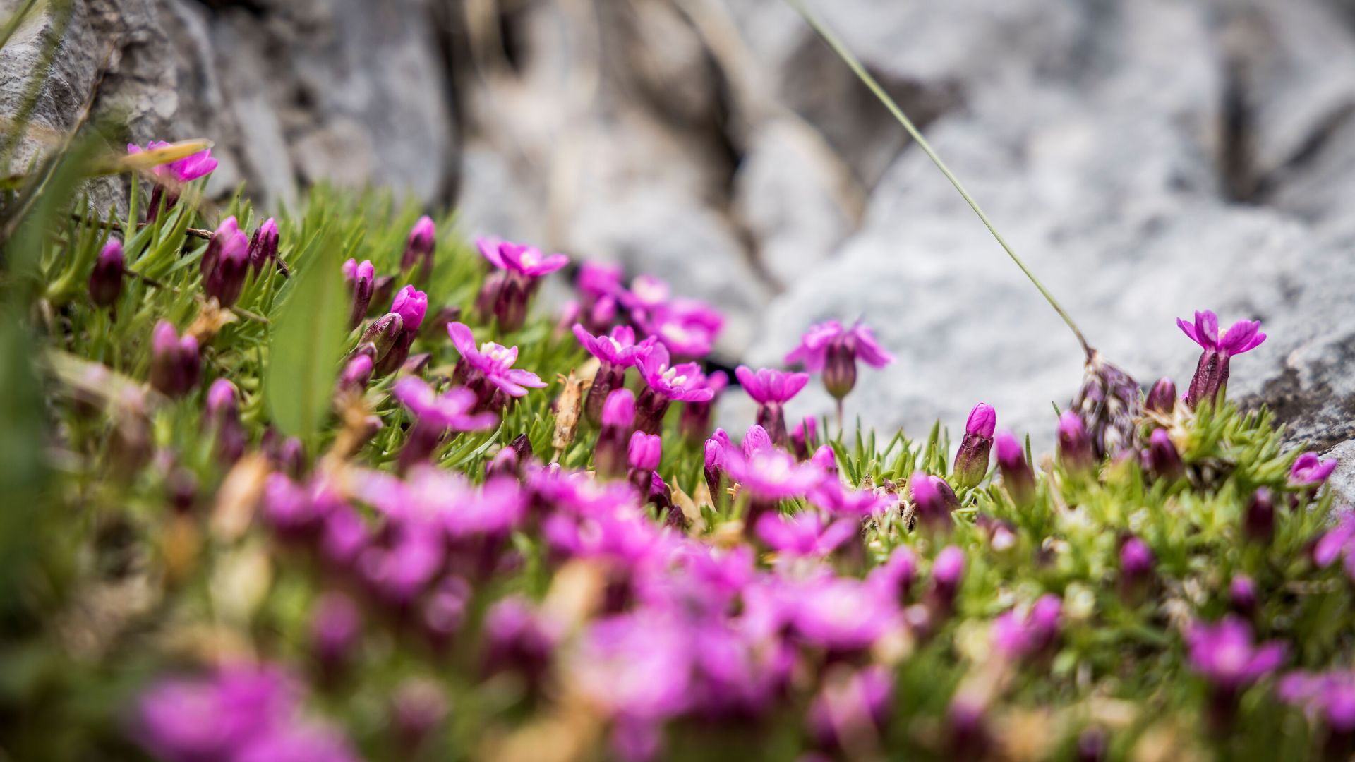 Am Kahlersberg wächst der Almrausch im kräftigen Rosa