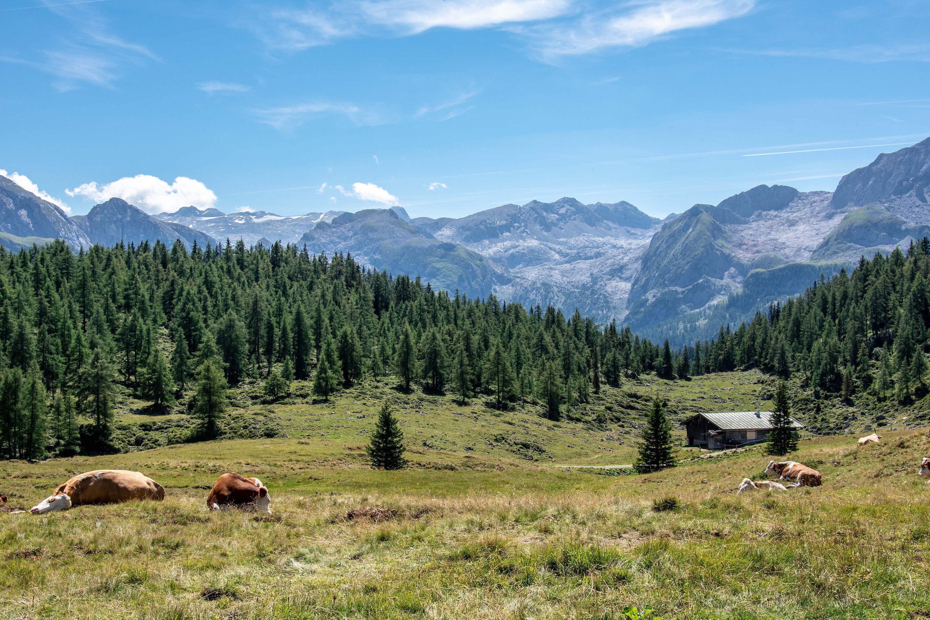 Gotzenalm Blick zum Hochkönig