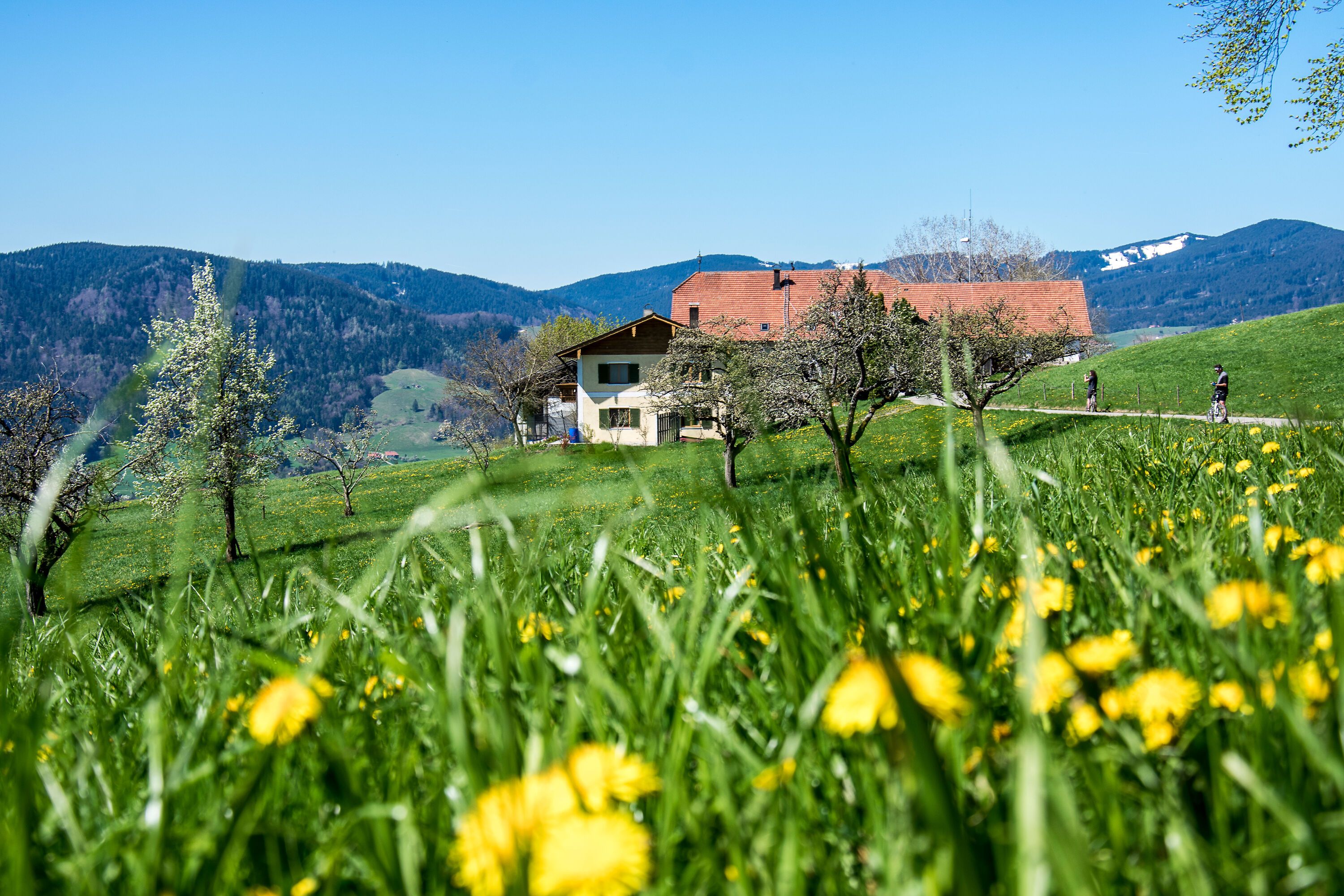 Frühling an der Stroblalm