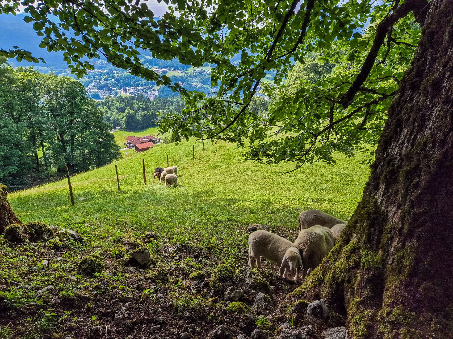Entlang des Weges grasen Schafe