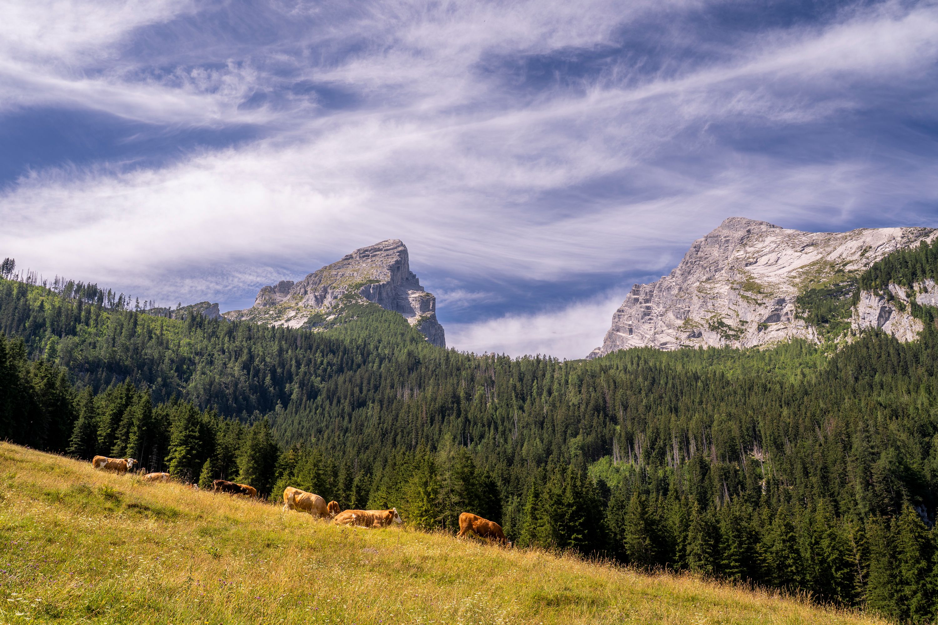 Auf der Schapbachalm