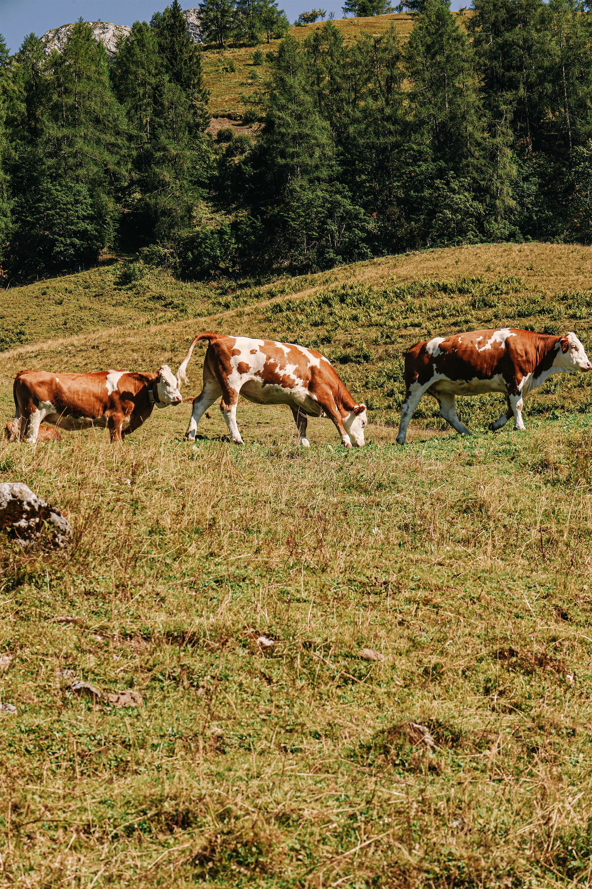 Kühe auf der Priesbergalm