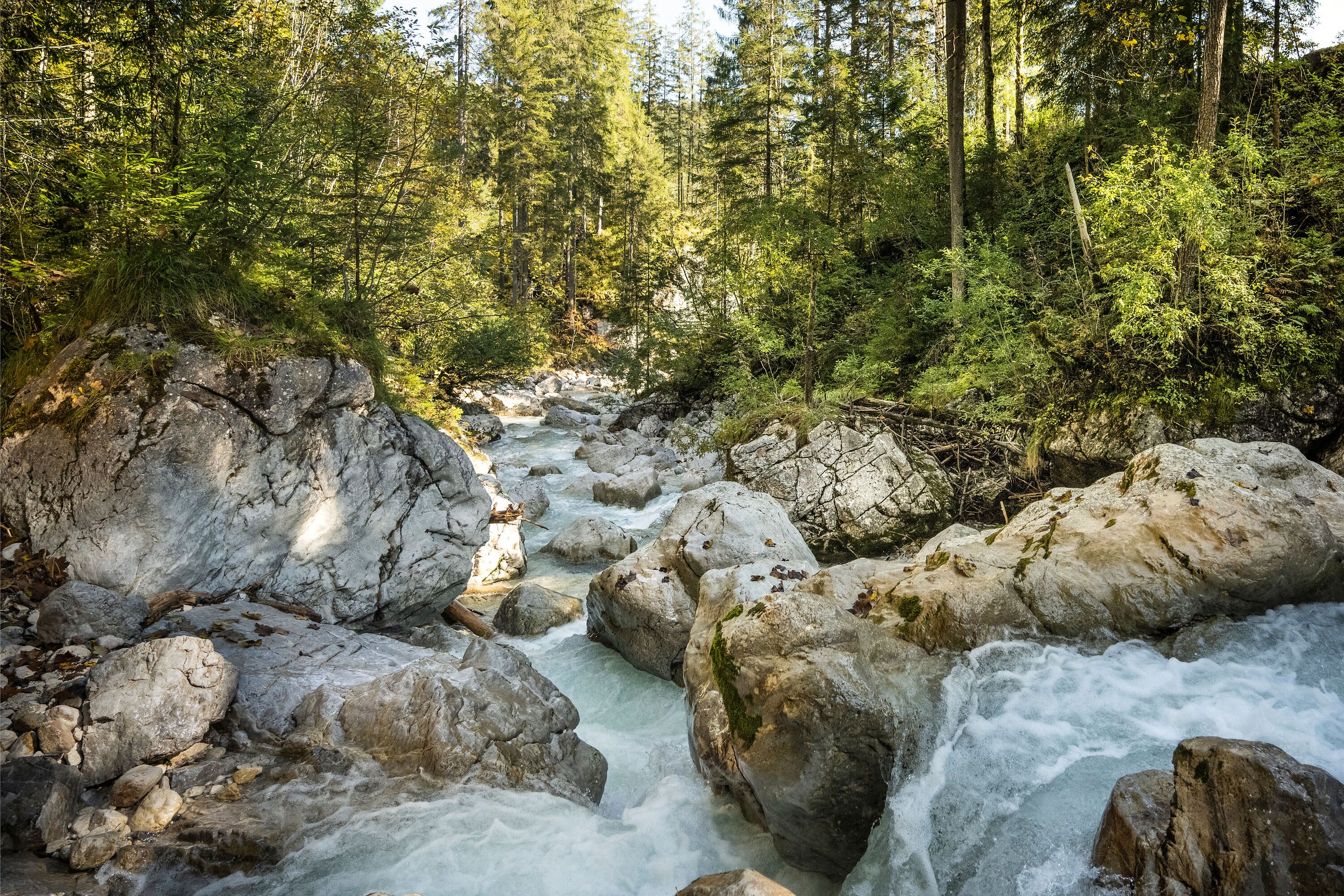 Bäume, Wasser, Felsen: Der Zauberwald