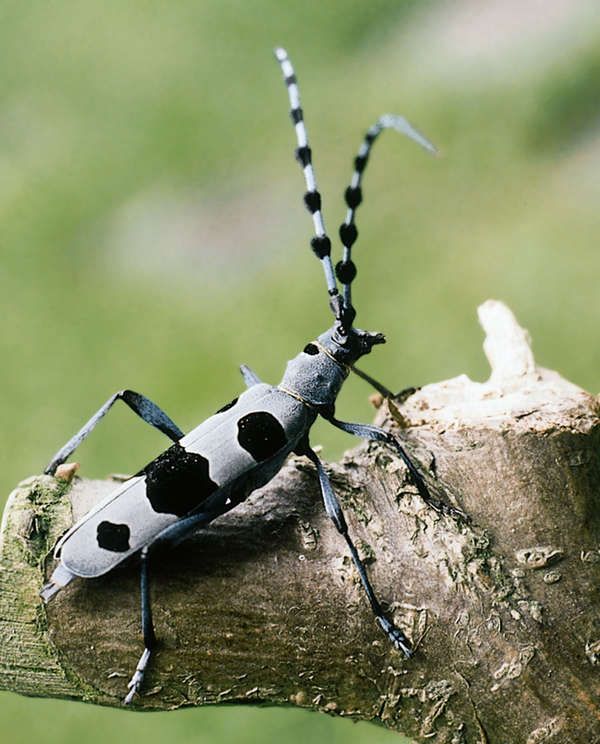 Alpenbock-Käfer