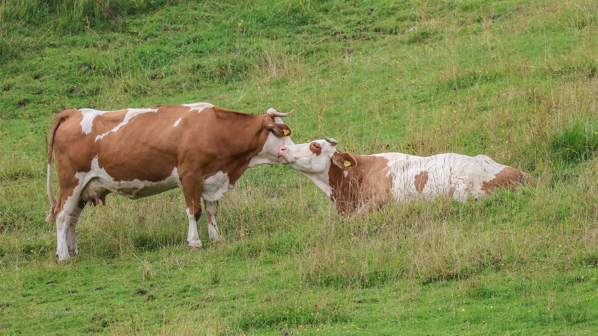 Kühe auf der Rossfeldalm