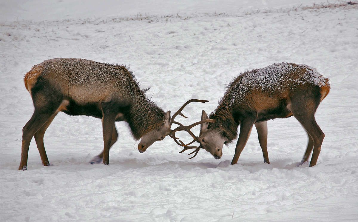 Junghirsche am Kämpfen 