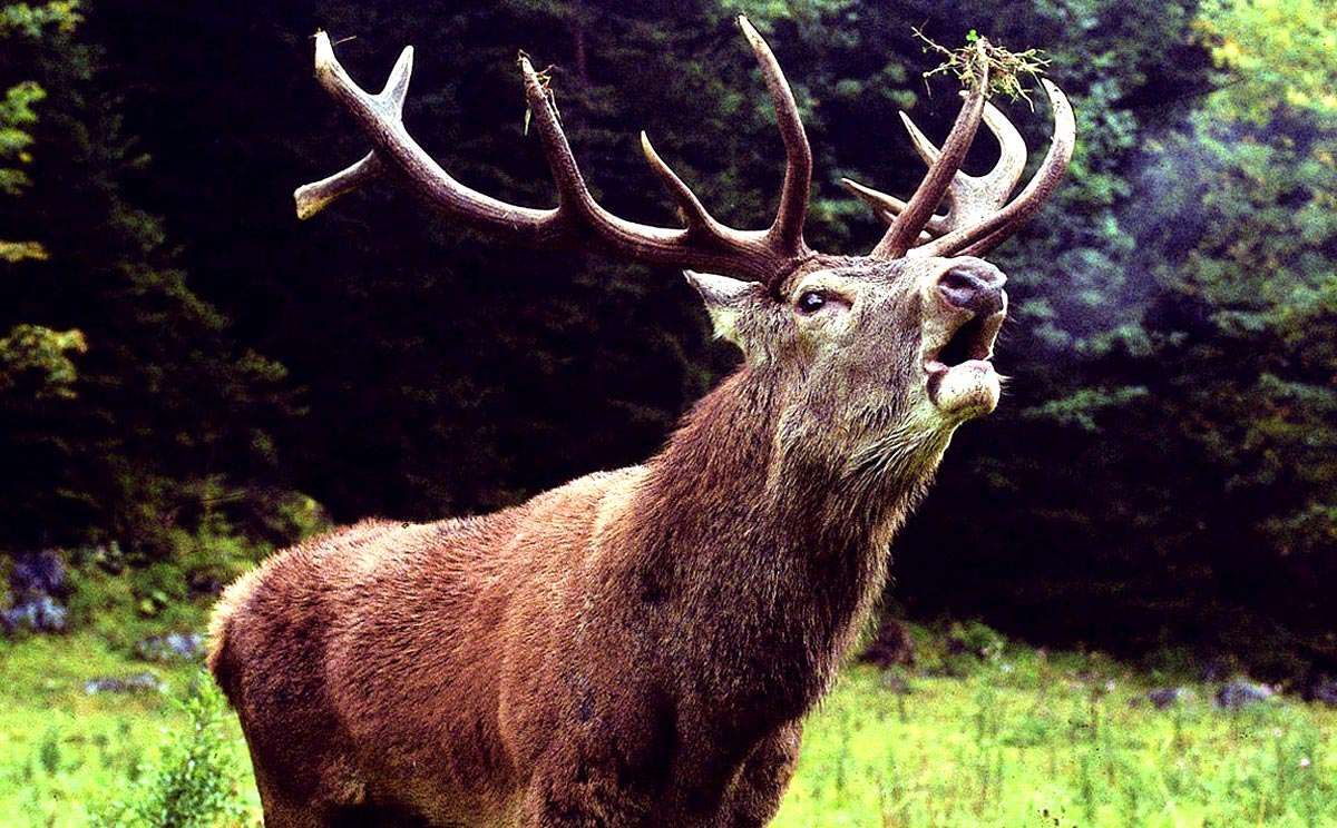 Rothirsch im Nationalpark Berchtesgaden