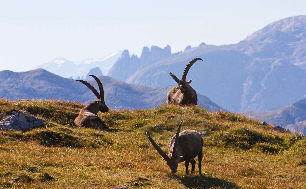 Steinböcke am Schneibstein