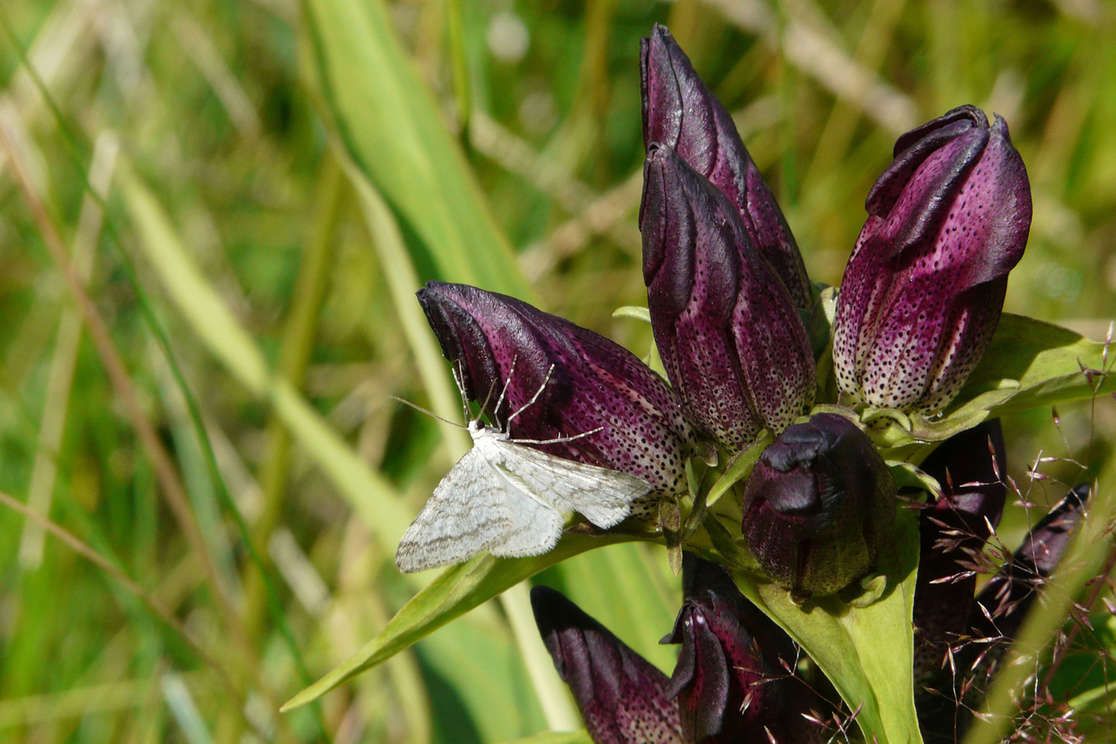 Ungarischer Enzian: ein Schmetterling hat sich auf der Blüte niedergelassen
