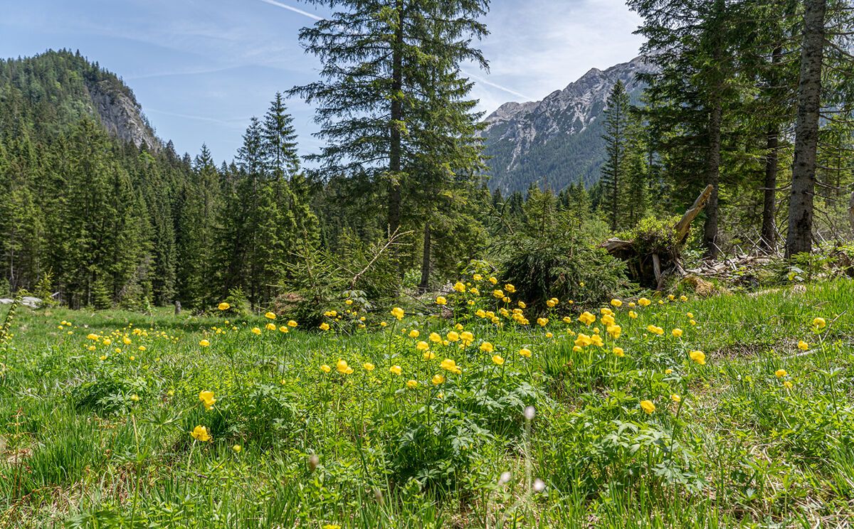 Trollblumen bei der Halsgrube im Nationalpark Berchtesgaden